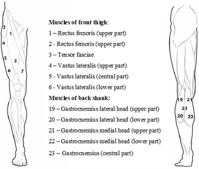 Impact of marathon performance on muscles stiffness in runners over 50 years old
